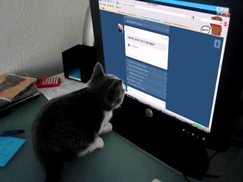 猫猫浏览网页动态图片:猫猫