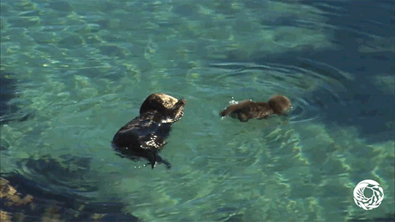小海豹游泳动态图片:海豹