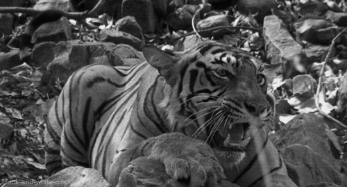 老虎血盆大口动态图片:老虎