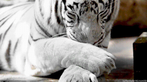 珍稀动物白老虎gif图片:老虎