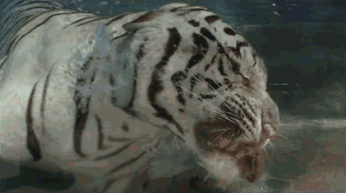 老虎水中猎食gif图片:老虎