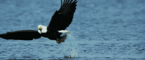 海上苍鹰动态图片:苍鹰