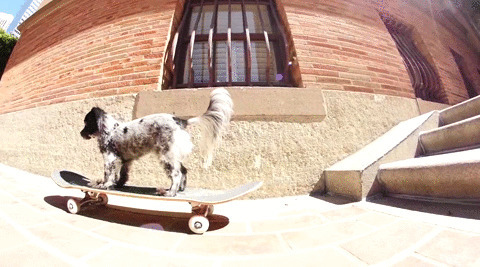 狗狗滑滑板下台阶动态图片:狗狗