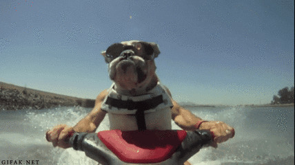 狗狗开汽艇动态图片:狗狗