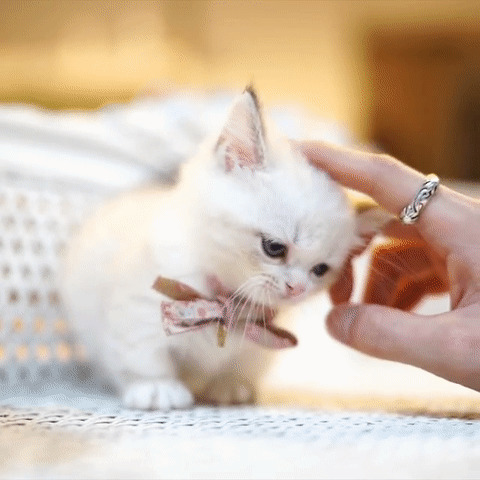 超可爱小猫咪动态图片:小猫咪