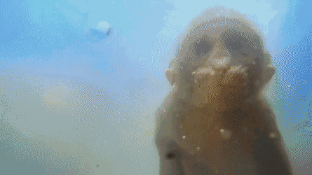 猴子跳水洗澡动态图片:猴子