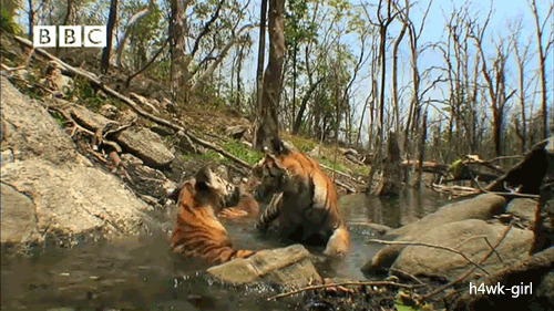 水中咬架的老虎动态图片:老虎