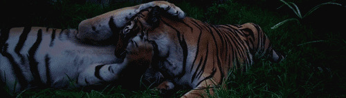 老虎的爱情故事动态图片:老虎