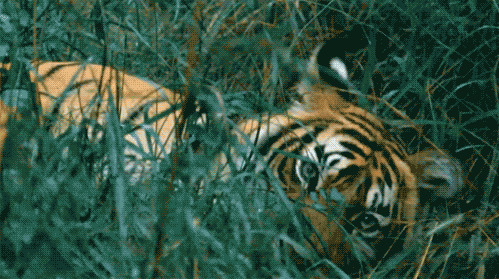 老虎在草地上打滚动态图片:老虎
