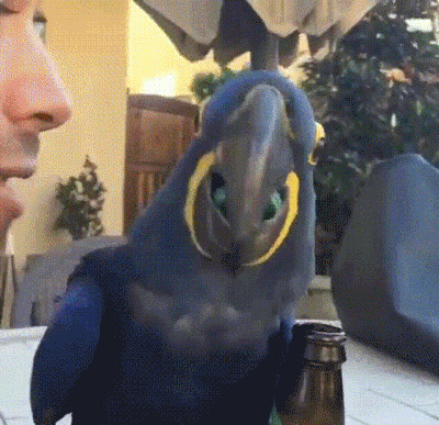 蓝色鹦鹉开啤酒gif图片:鹦鹉