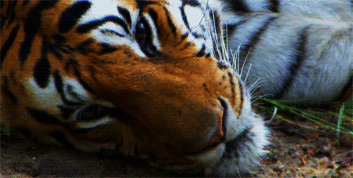 老虎假装睡觉动态图片:老虎