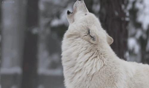 白色孤狼动态图片:孤狼