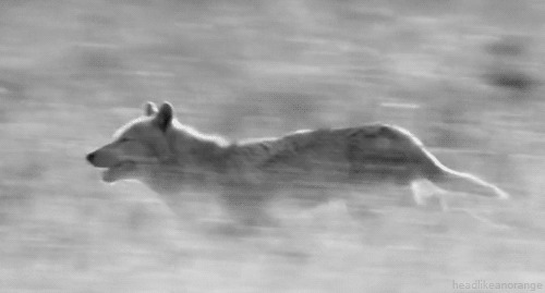 野狼不停的奔跑动态图片:野狼