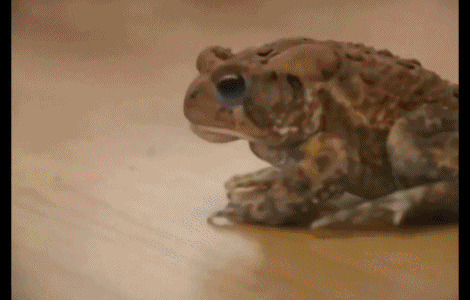 青蛙捕捉昆虫动态图片:青蛙