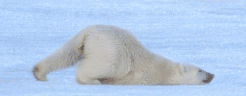 北极熊趴着行走动态图片