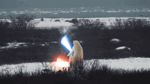 两只北极熊在打斗动态图片:北极熊