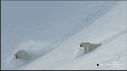 北极熊滑雪动态图片:北极熊
