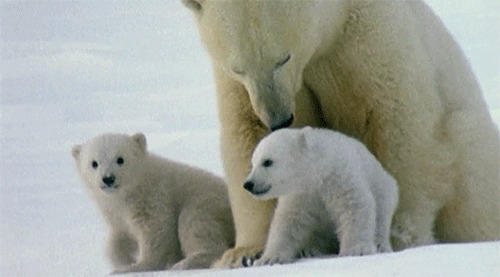 可爱的北极熊动态图片:北极熊
