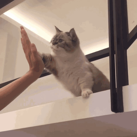 聪明的猫咪会握手动态图片