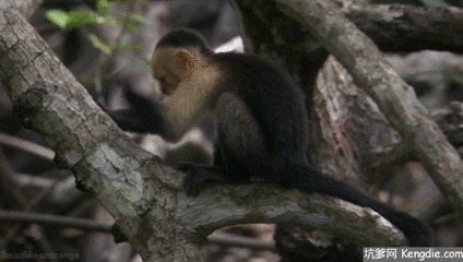 小猴子砸树干动态图片