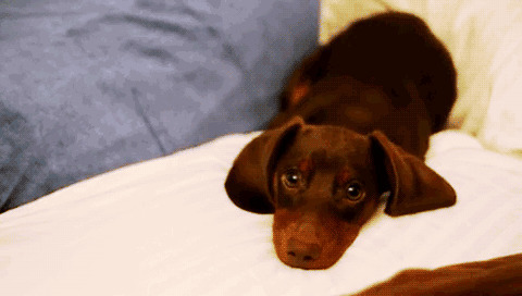 小狗狗睡沙发动态图片:狗狗