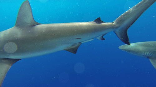 海洋霸主大鲨鱼gif图片:鲨鱼