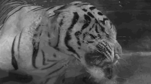 老虎下水捕鱼动态图片:老虎