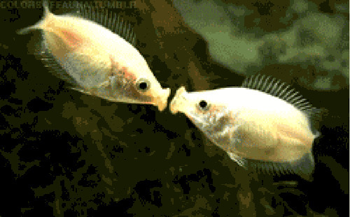 金鱼亲吻动态图片