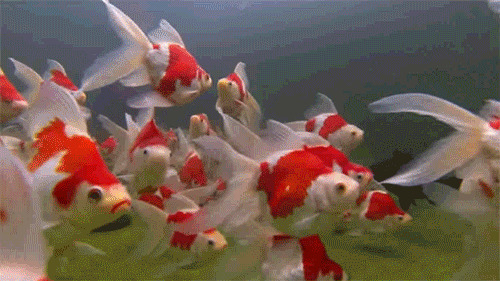 海底的红色小金鱼GIF图片:金鱼