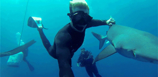 潜水员与鲨鱼GIF图片