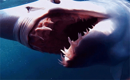 凶猛的鲨鱼GIF图片:鲨鱼