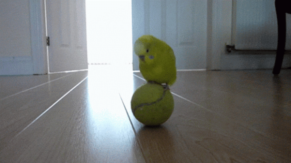 一只黄色小鸟站在网球上动态图片