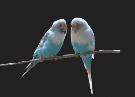两只小鸟亲吻动态图片