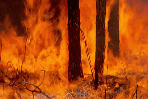 森林大火动态图片:大火