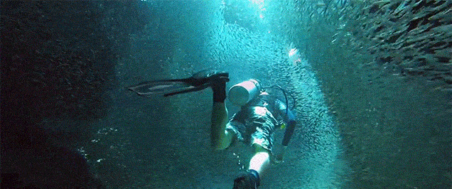 潜水员潜入海底与鱼群在一起gif图片:潜水员