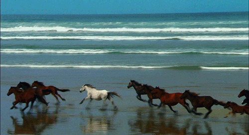 海边奔跑的骏马gif图片:骏马