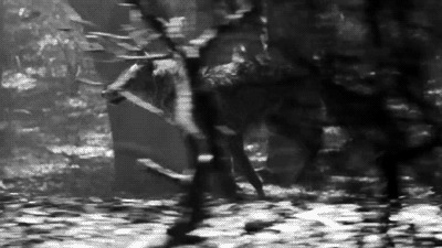 一只野狼在丛林中狂奔gif图片:野狼