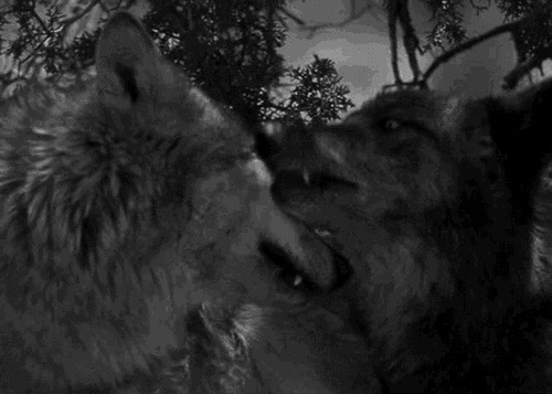 两只野狼相互亲吻gif图片