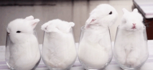 酒杯里的小兔子gif图片