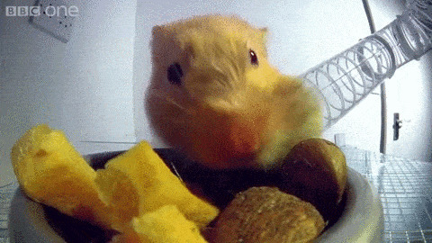 小老鼠偷吃食物gif图片