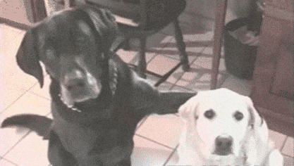 两只可爱的狗狗GIF图片:狗狗