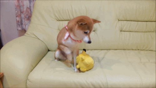 小狗狗蹲在沙发上玩玩具GIF图片