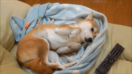 小狗狗躺在沙发上睡觉GIF图片:睡觉