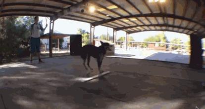 小狗狗跳绳GIF图片:跳绳