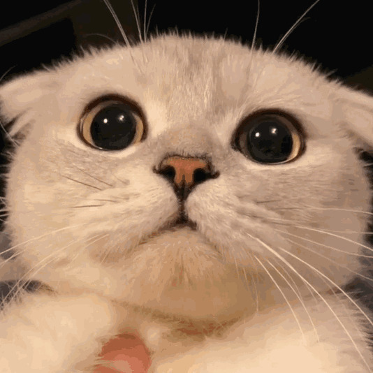 一只可爱的小猫咪眼睛彤彤有神gif图片