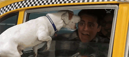 趴在车窗的小狗狗吓人gif图片:小狗狗