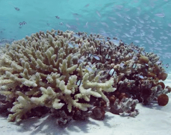 海底美丽的珊瑚gif图片