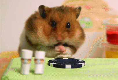 小老鼠快速的吃食物gif图片