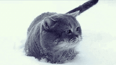 雪地里蹦蹦跳跳的小黑猫gif图片:小黑猫
