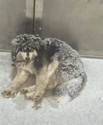一只小狗狗趴在雪地里睡觉gif图片:狗狗